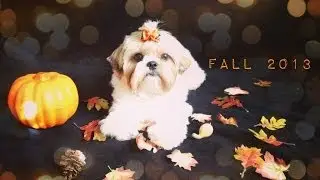 Photoshoot with Shih Tzu dog Lexi