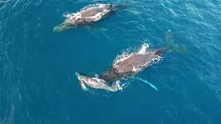 Whales in Maui -  Jan 12, 2023 - 4K