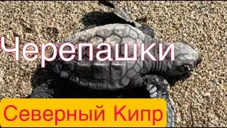ЧЕРЕПАШКИ на Северном Кипре . С августа по сентябрь вылупляются черепашки и уходят в море. Кипр 2022
