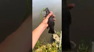 Will my FLATHEAD and BASS be FRIENDS???