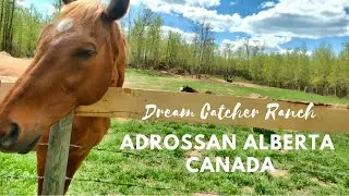 DREAM CATCHER RANCH TOUR | ARDROSSAN, ALBERTA, CANADA