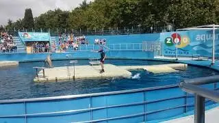 Barcelona Zoo Fóka Show