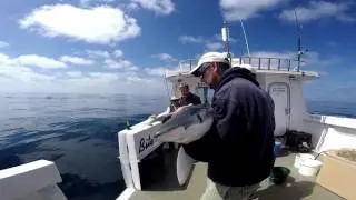 Blue Sharking on board Bite Adventures - 13/06/2017