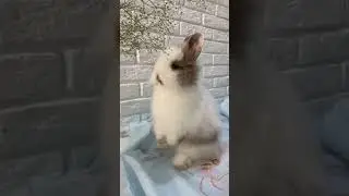 Зачем кролику уши?