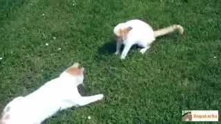 Best Funny Cats Videos Compilation   Приколы с котами #4