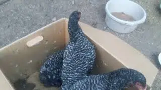 В хозяйстве пополнение. Купили мехеленских кукушек!
