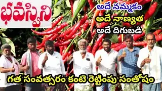 Chilli cultivation telugu|Bhavaswini seeds|Mirchi seeds telugu|Mirapa vithanalu|chilli seeds telugu