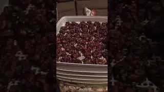 фруктовая пастила с орехами