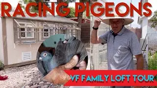 Racing Pigeons Breeding - LOFT TOUR #racingpigeons #pigeonracing #pigeonloft