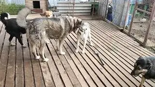 Собачьи бои😲 Слабонервным не смотреть!