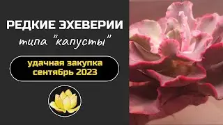 СУККУЛЕНТЫ Polly Sun. Показываю пришедшие редкие эхеверии 