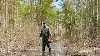 ВЕСТИ из ВЕСЕННЕГО ЛЕСА. ГРИБЫ в Апреле. Грибы