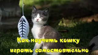 Как научить кошку играть самостоятельно  How to teach a cat to play on its own