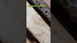 Половина зимовки позади