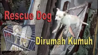Rescue Dog in a Slum II Part 2 II