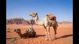 The Camel - Upper-Intermediate