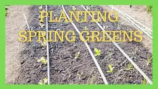 Planting Our spring Greens