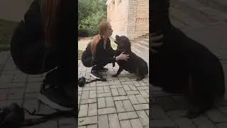 Ротвейлер Ева и гости команды!