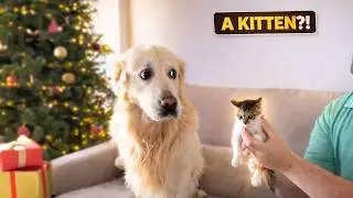 Golden Retriever’s Hilarious Reaction to a Tiny Kitten!
