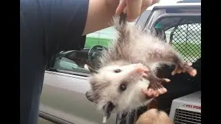 Oh-awesome Opossum