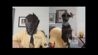 Funny Commercial - Liberty Mutual - Zoom Filters