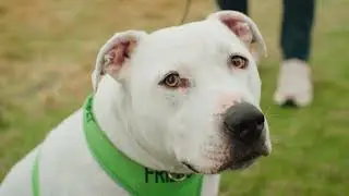 Dogs of Dunhill Links 2024