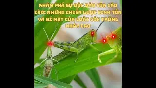 Khám Phá Sự Độc Đáo Của Cào Cào: Những Chiến Lược Sinh Tồn Và Bí Mật Của Loài Côn Trùng Nhảy Cao