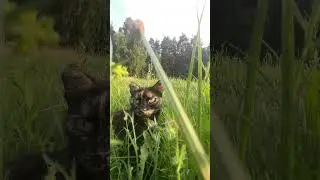 Зеленоока киця😻#cute #animals #nature #cat #kitten #kpop