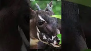 САОЛА - НОВЫЙ вид . ТЫ первый ...