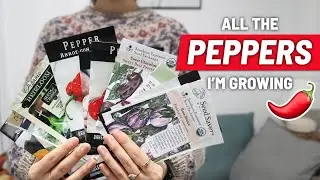 13 PEPPER VARIETIES I'm growing this year (plus eggplant, and a seedling update) zone 7a