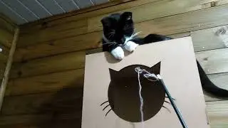 Eles piram no brinquedo, exceto quando estou filmando!