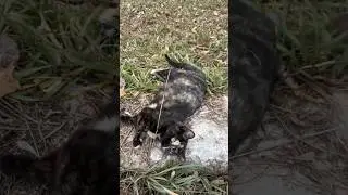 New Kittens On The Homestead? #cute #kitty #kittens #cat