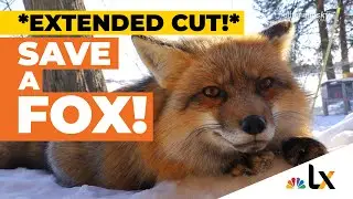 Best Friend with FOXES!  * EXTENDED CUT * // #SaveAFox - NBC Mini-Doc