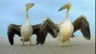The PainGang - Winged Migration Remix