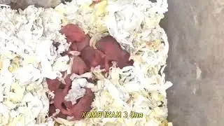 Хомячкам 3 дня | HAMSTER newborn | новорожденные хомяки | развитие по дням