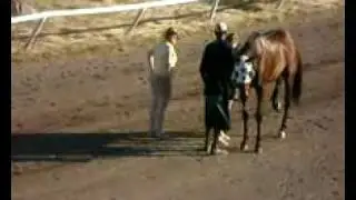 Horse racing in Nevis 13 - Reyde Bronze wins
