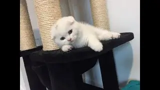 Zeus cute cat funny pet plays with the laser