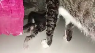 Highlight video of cute kitten #highlight #cute # catlover