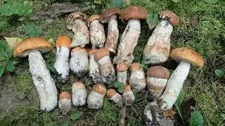 Грибы 2019. Сбор подосиновиков около 