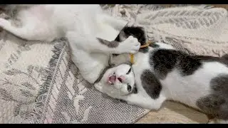 Kitties' serious wrestling