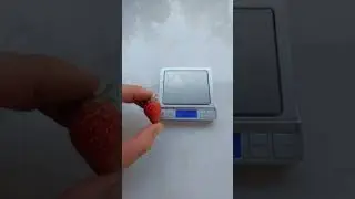 Ремонтантная клубника Сан Андреас пробую первый раз 😋 #Ремонтантнаяклубника #санандреас
