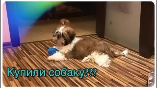 Ши-тцу моя собака Верта! Первое видео на моём канале!