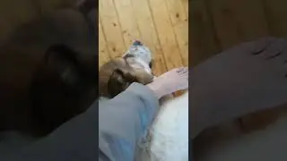 щенок Алабая. Полтора года )))