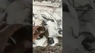 cute puppies #shorts