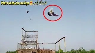 Pakra Howa Teddy kabootar Azaad Kar Diya ♥️ Wapis Aya Ya Nahi ??