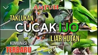 suara ribut cucak ijo mini asli pikat suara ampuh di jamin berdatangan