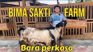 Bara perkasa pejantan PE jrabang di Bimasakti farm Tulung agung