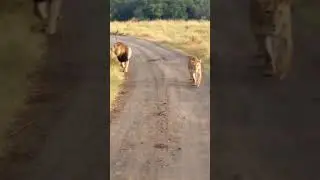 Watch their next move.... #scaryexperience #youtubeshorts #viralvideo #wildlife #subscribe #africa