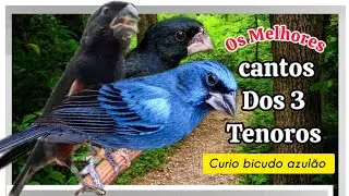 🔴   (COMPILADO) MELHORES CAMTOS DE CURIO AZULAO E BICUDO do BRASIL ! #curio #azulao #bicudo