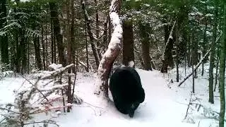 Медведь шатун на фотоловушку